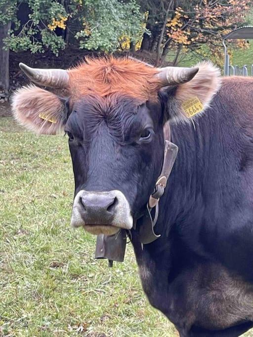 Kleines Bijou In Klosters Platz Dış mekan fotoğraf